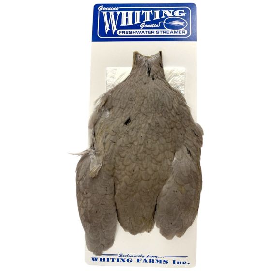 Cuello de Gallina Freshwater
