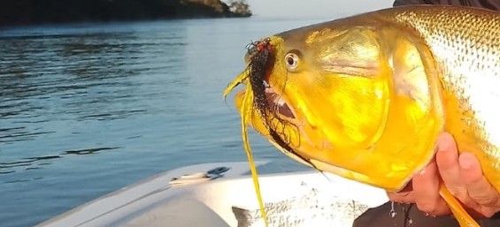Moscas Dorados